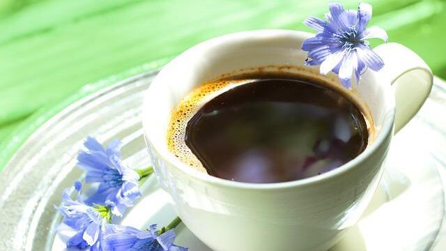 Caffè di cicoria, proprietà e benefici inaspettati
