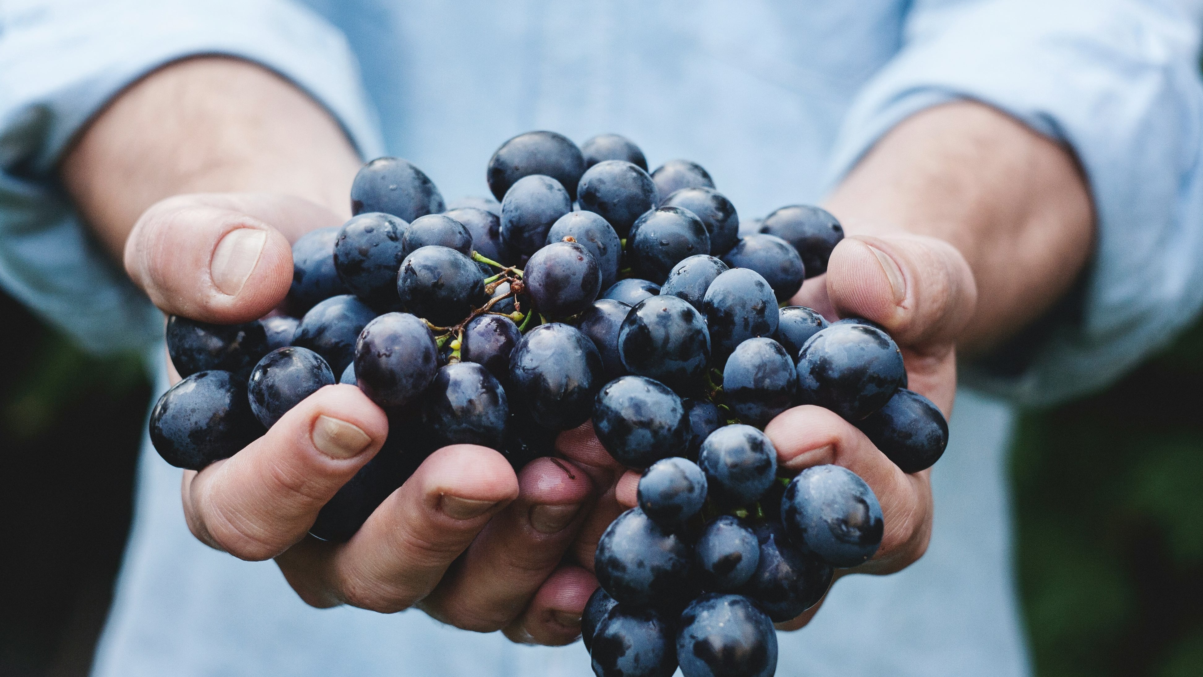 "La vendemmia è anticipata. Più 10 per cento di raccolto"