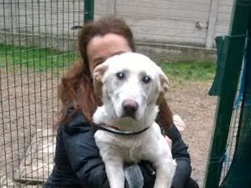 Si sente solo e prende un cane da compagnia. Poi i maltrattamenti