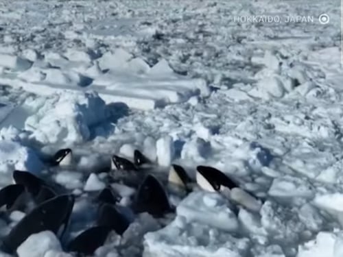 Orche assassine intrappolate nei ghiacci: il video choc
