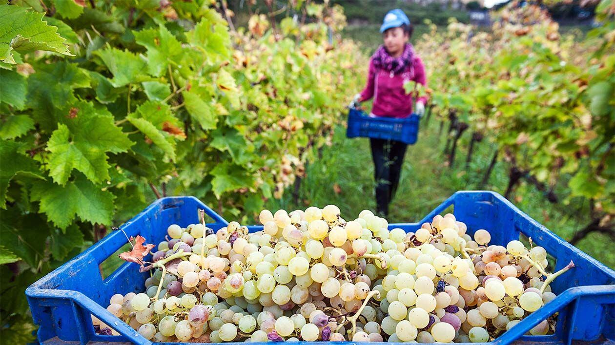 Il nostro Vinitaly 2024. I bianchi/2
