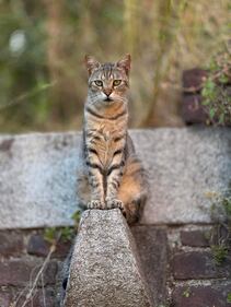 La colonia felina nel palazzo sforzesco di Milano 13