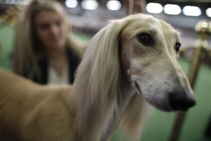 Cani bellissimi, e padroni molto orgogliosi 5