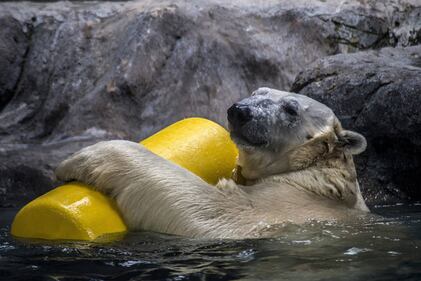 Orso polare in Brasile 7