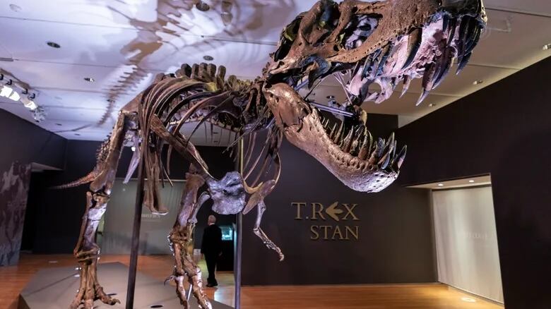 Business dinosauri: le ossa preistoriche all’asta valgono 44 milioni di dollari. I fossili? Un rifugio anche per i fondi