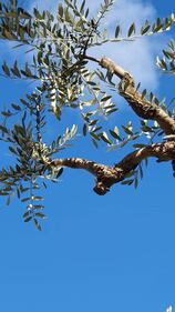 Lecce, le immagini dell'ulivo dopo l'innesto 4