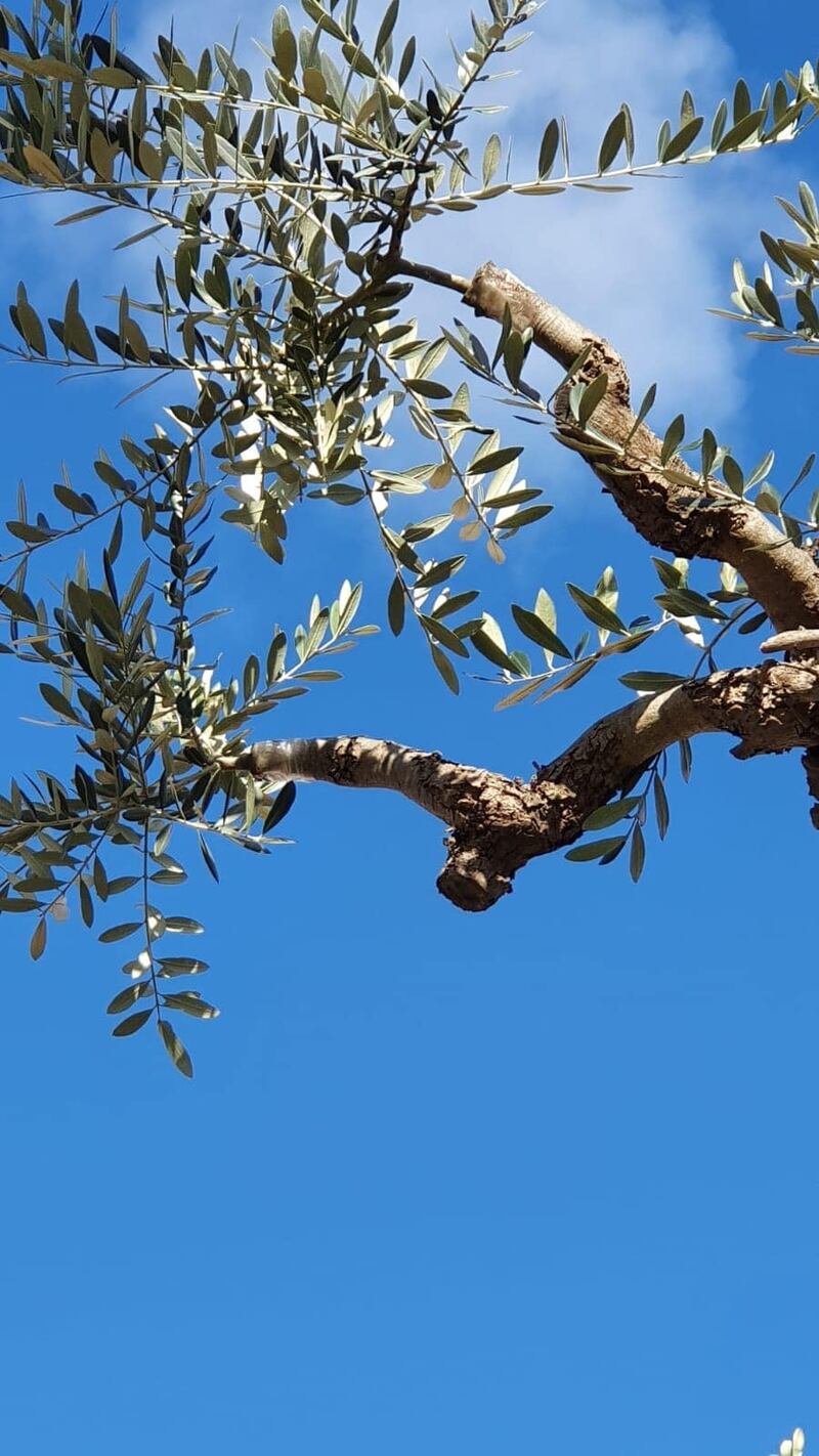 Lecce, le immagini dell'ulivo dopo l'innesto 4