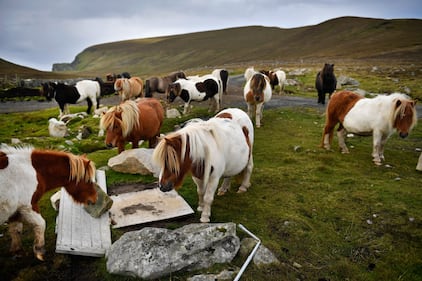 Foula, una splendida isola inglese per solo 30 abitanti 14