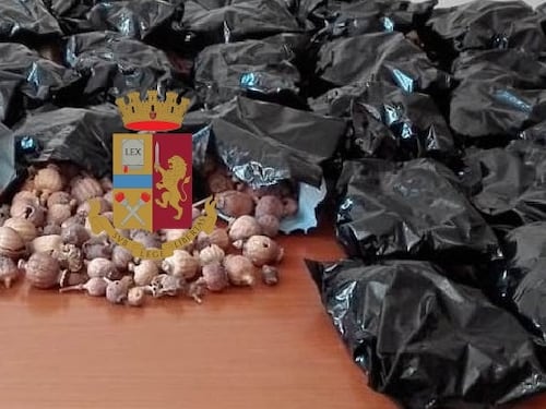 Scoperti quattro chili di bulbi di papavero nel negozio etnico