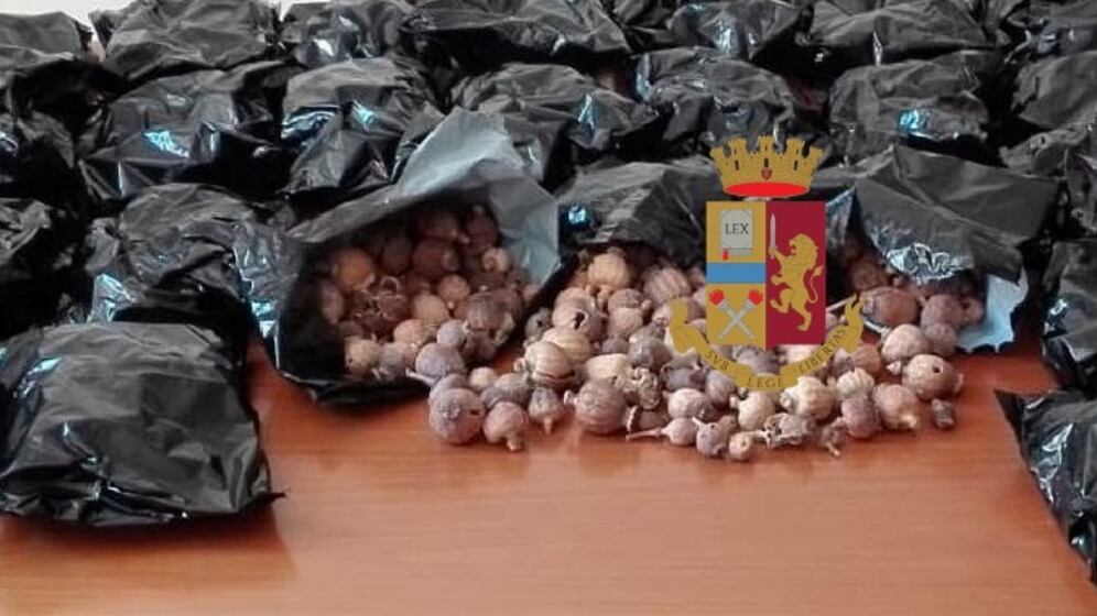 Scoperti quattro chili di bulbi di papavero nel negozio etnico