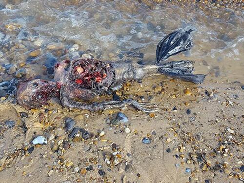 Pescatore trova sulla spiaggia una creatura misteriosa: "È una sirena"