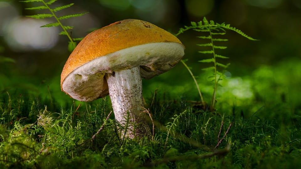 Funghi, intera famiglia all’ospedale per indigestione di funghi