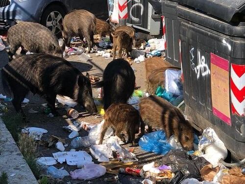 Ferita da un cinghiale mentre è in strada con i cani