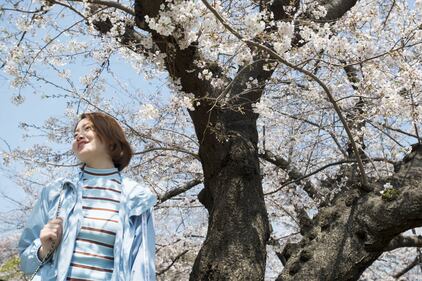 Lo spettacolo dei ciliegi in fiore a Tokyo 6