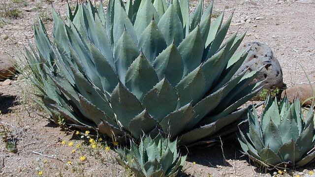 Agave: proprietà, benefici, usi e controindicazioni