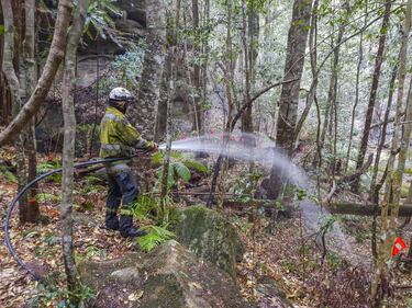Incendi Australia, in salvo il bosco degli alberi-dinosauro 7