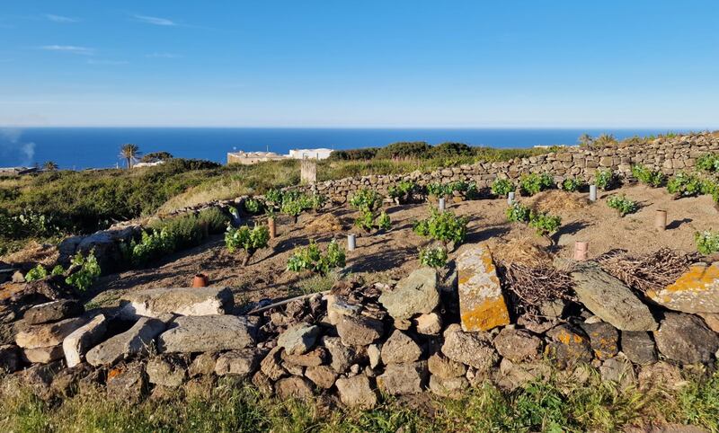 Mare, vigneti e tradizioni: il tesoro di Pantelleria 1