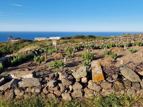 Mare, vigneti e tradizioni: il tesoro di Pantelleria