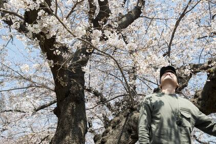 Lo spettacolo dei ciliegi in fiore a Tokyo 13