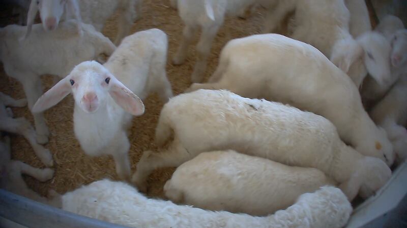 Violenze sugli animali nell'allevamento più grande d'Italia 8