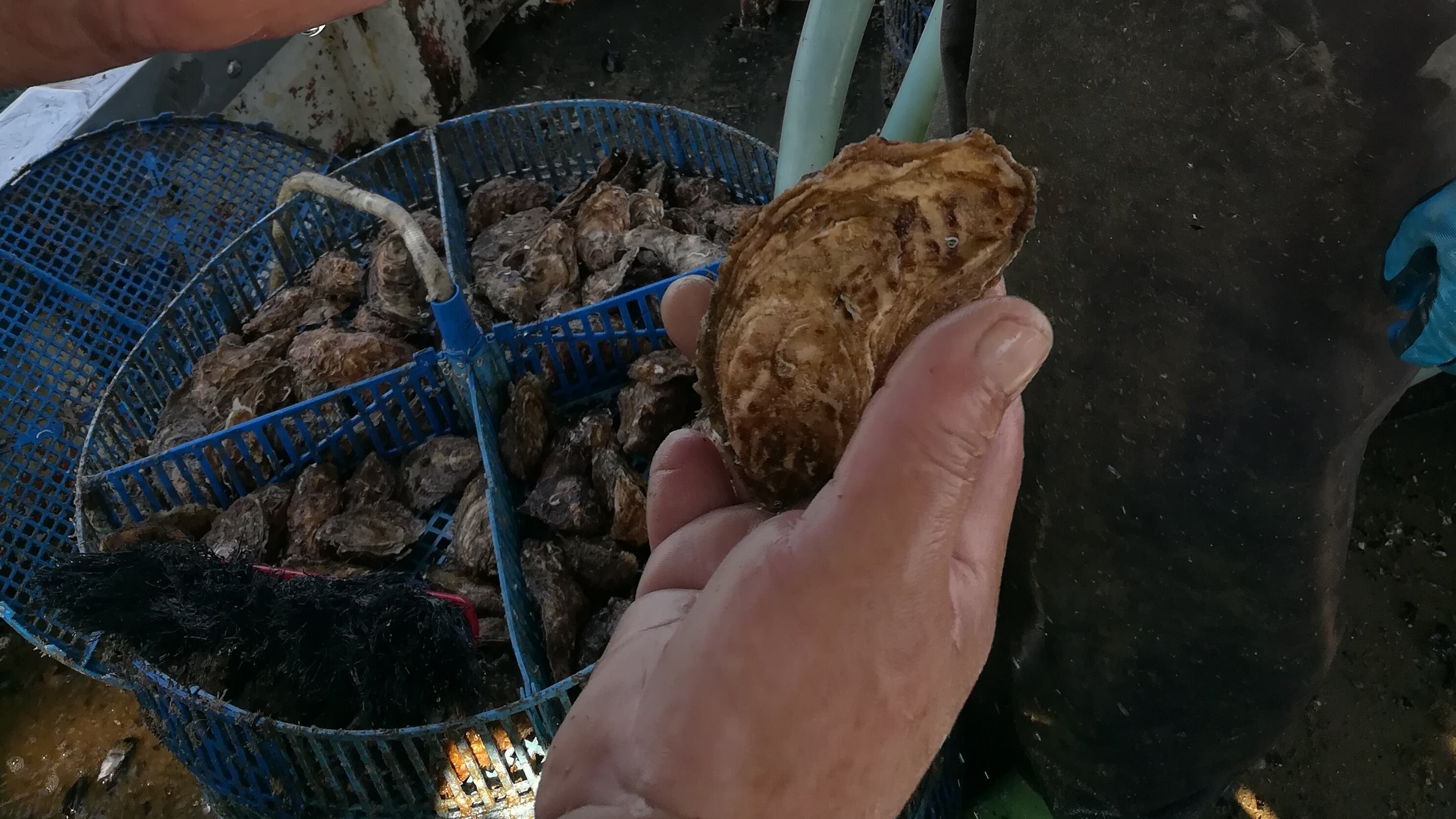 Sono allevate nell'Adriatico e insieme a vongole e cozze danno pane e lavoro