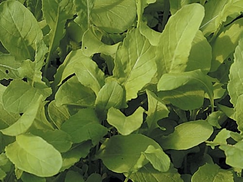 La rucola combatte l'ipertensione