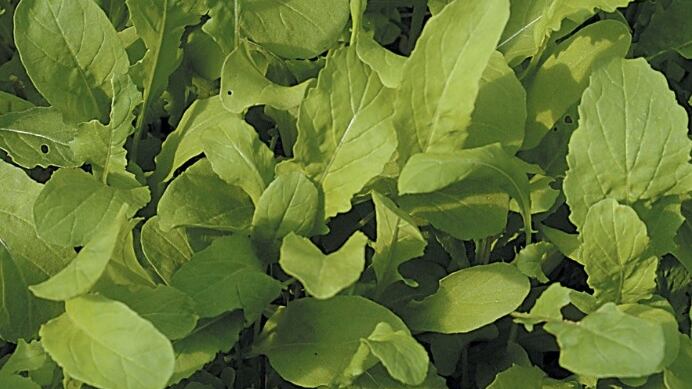 La rucola combatte l'ipertensione