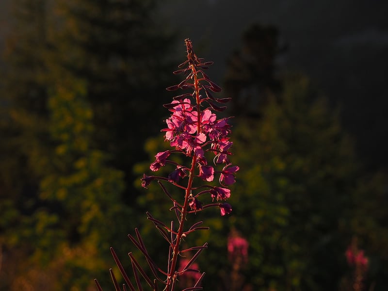 epilobio fiore