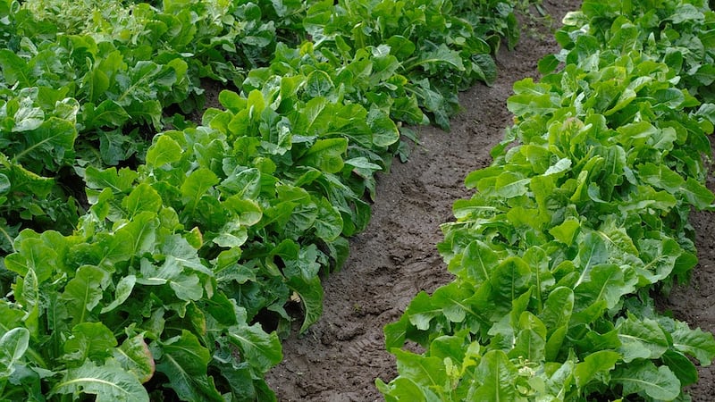 Campo di verdura di cicoria