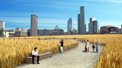 Il campo di grano ​spunta a Porta Nuova 1