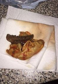 "Un feto animale nella passata di pomodoro" 3