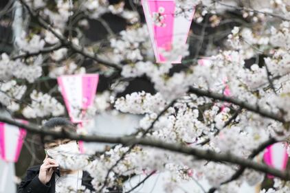 Lo spettacolo dei ciliegi in fiore a Tokyo 2