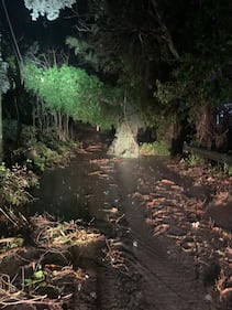Alberi sradicati, tettoie divelte: l'incubo del vento in Sicilia 7