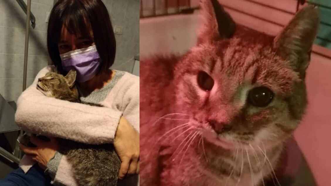 La padrona ritrova il gatto a otto anni dalla scomparsa. Il commovente incontro