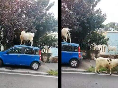 Dopo i topi e i cinghiali, pure le capre: il degrado dilaga a Roma