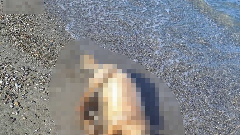 Legato a una boa e lasciato annegare: l'orrore su un cane a Policoro