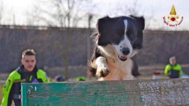 Terry, il cucciolo salvato dal sisma diventa un cane pompiere