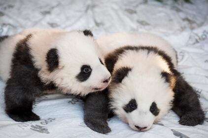 Lo zoo di Berlino presenta due cuccioli di panda giganti "Meng Yuan" e "Meng Xiang" 7