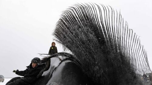 La caccia alla balena in Alaska 5