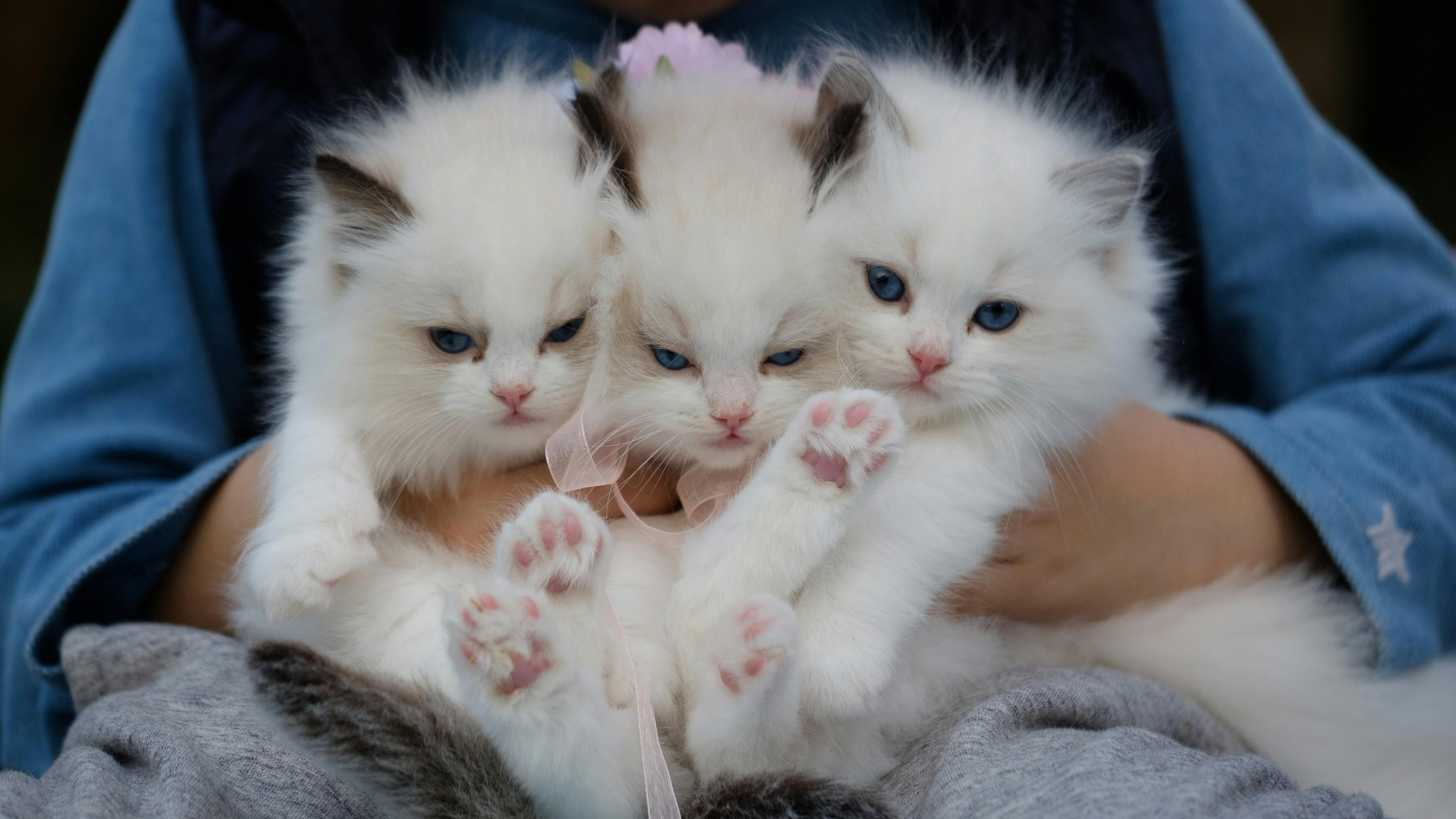 Curare ansia e depressione (e non solo) grazie agli animali: ecco quando la Pet Therapy può salvarci