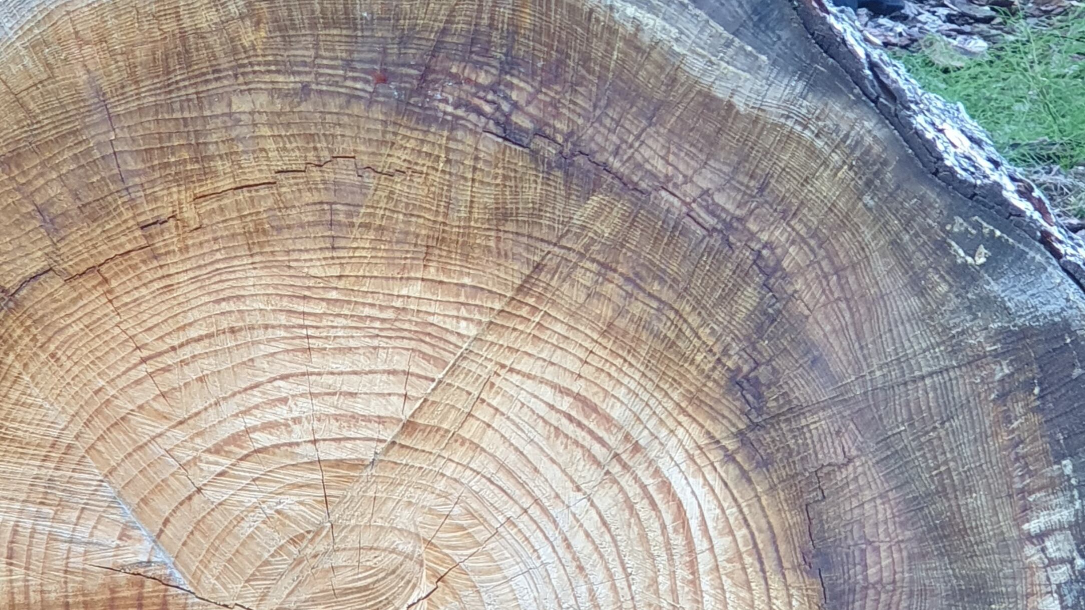 Gli alberi ci parlano: i segreti custoditi nel tronco di una pianta