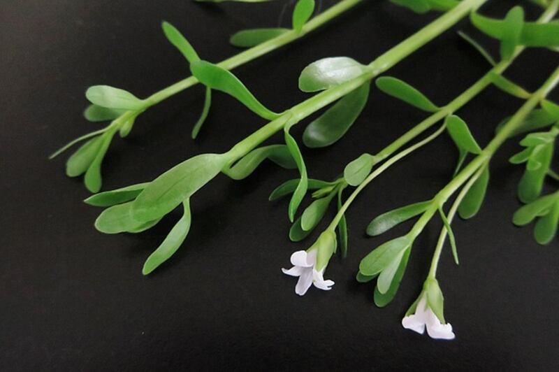 Centella asiatica