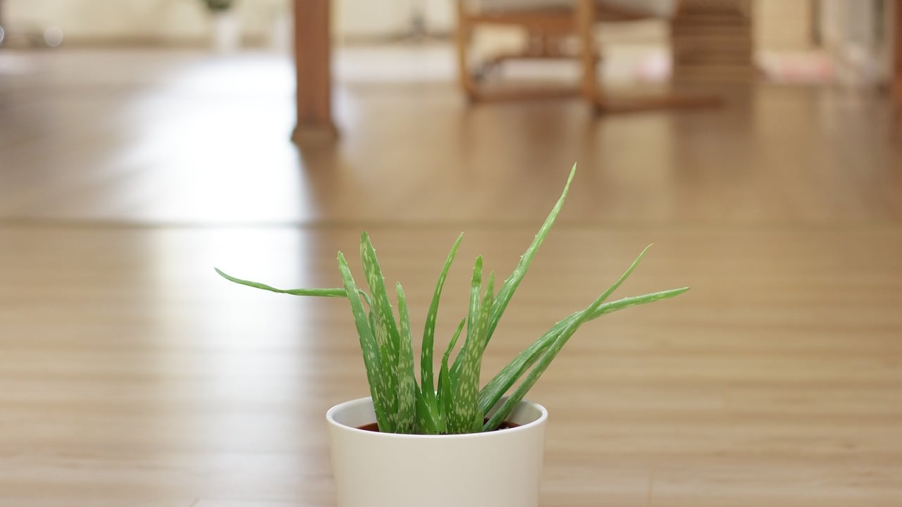 Aloe vera: proprietà, benefici e controindicazioni