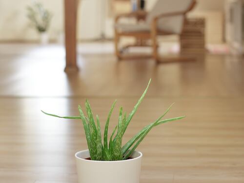 Aloe vera: proprietà, benefici e controindicazioni