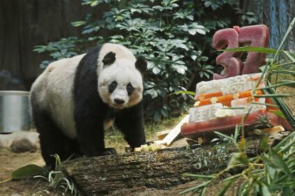Il panda più vecchio al mondo fa gli anni oggi 10
