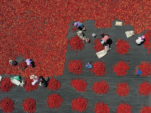 I campi sterminati e il vantaggio demografico: così la Cina vince la sfida dei pomodori