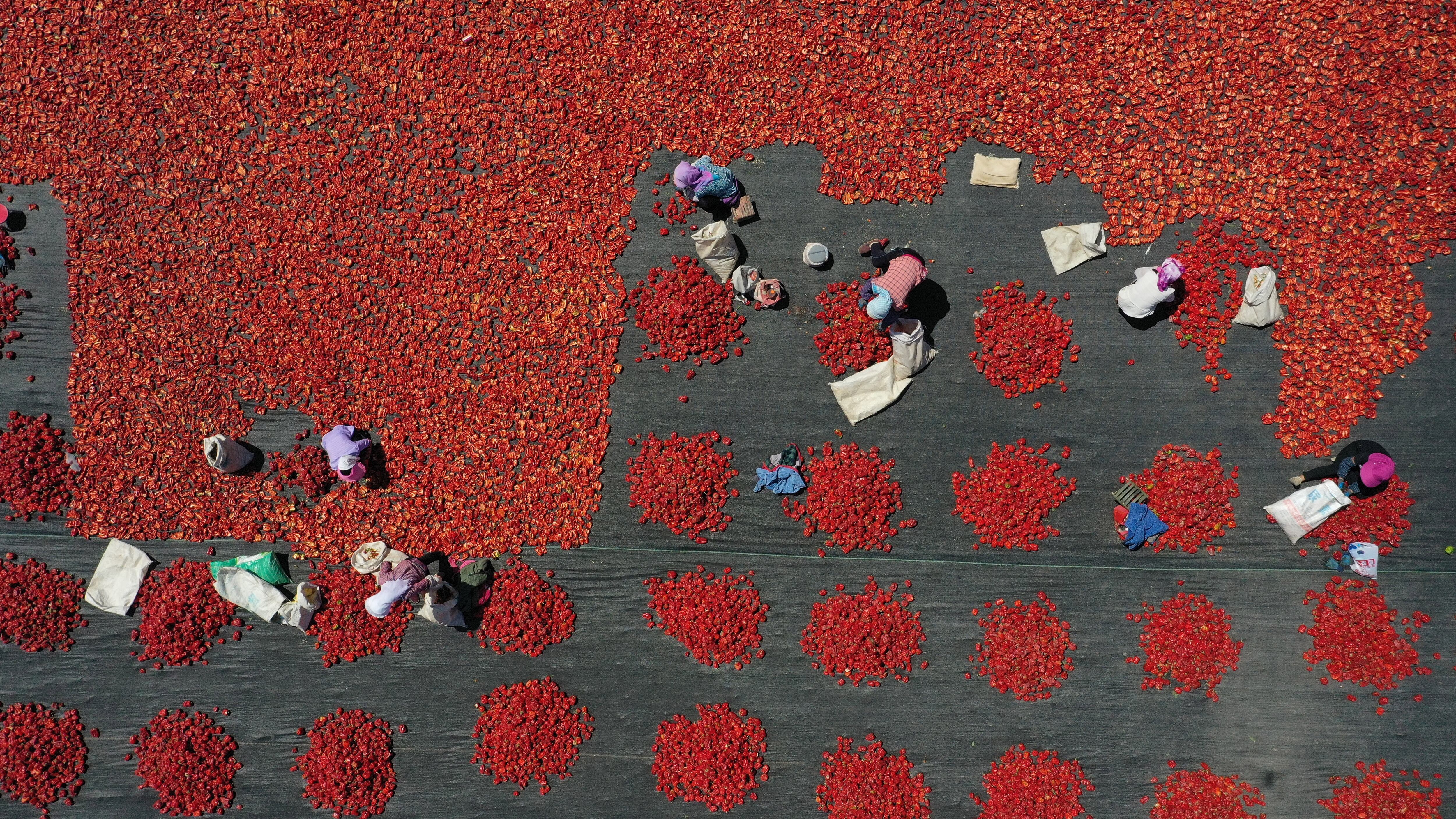 I campi sterminati e il vantaggio demografico: così la Cina vince la sfida dei pomodori