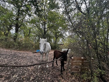 Famiglia nel bosco, le foto della casa a Palmoli 3
