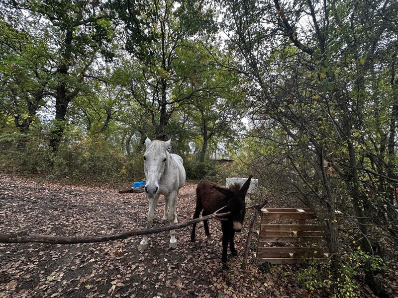Famiglia nel bosco, le foto della casa a Palmoli 3