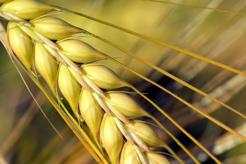 orzo